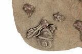 Plate of Eleven Alien-Looking Jimbacrinus Crinoids - Australia #188634-2